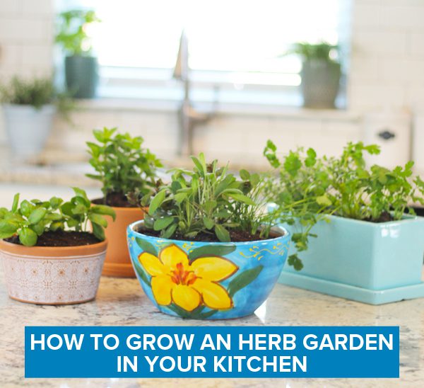 how to grow an herb garden in your kitchen