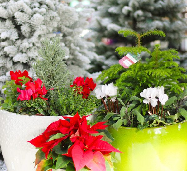 how to make container gardens for christmas