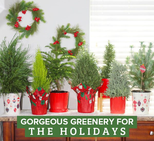 holiday greenery