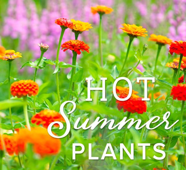 what to plant in the summer