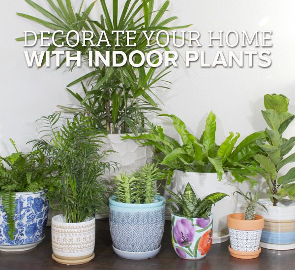 decorate with indoor plants