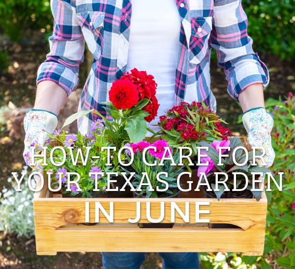 planting tips for june