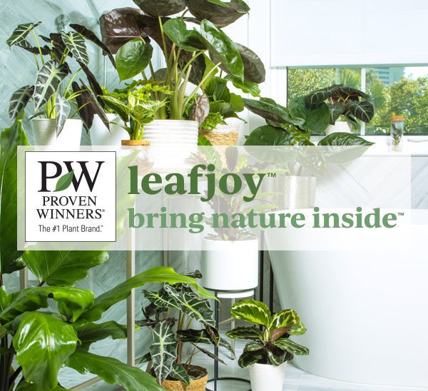 leafjoy collection