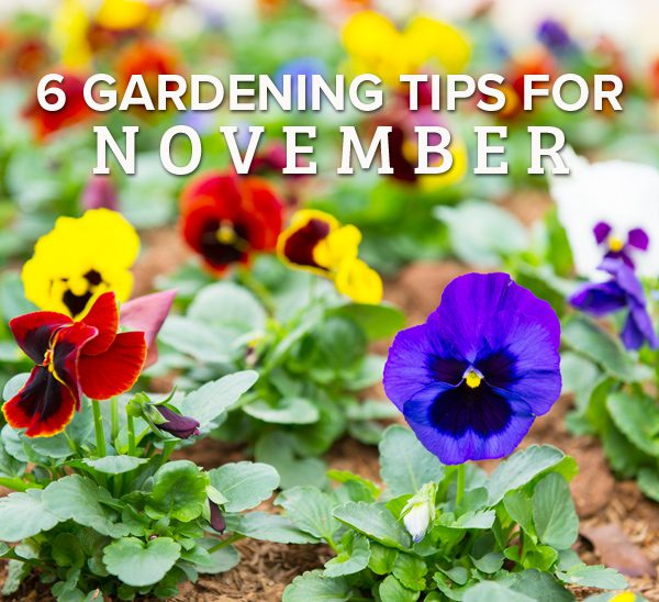 6 gardening tips for november