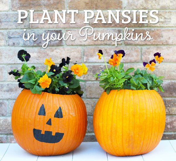 fall container garden ideas