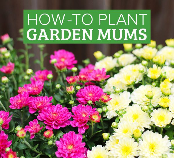 planting garden mums