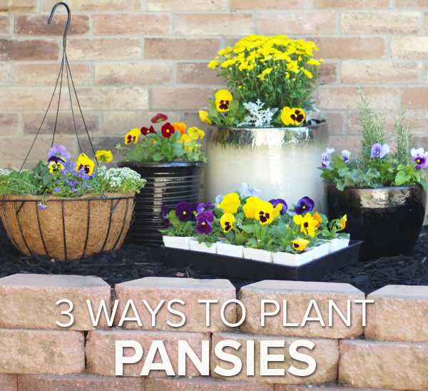 planting pansies