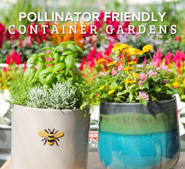 pollinator container garden