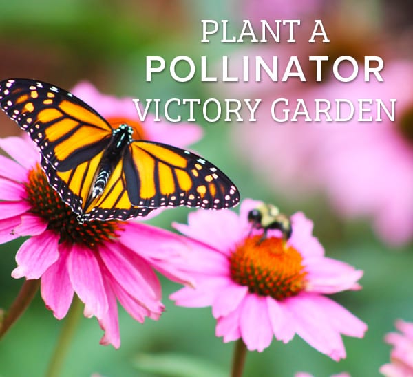 how to plant for pollinators
