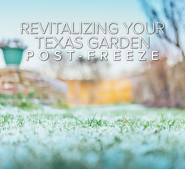 Revitalizing Your Texas Garden post-freeze