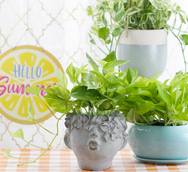 easiest way to grow pothos indoors