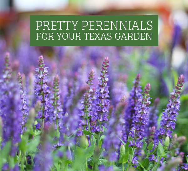 Pretty Perennials for your Texas Garden For Full Sun