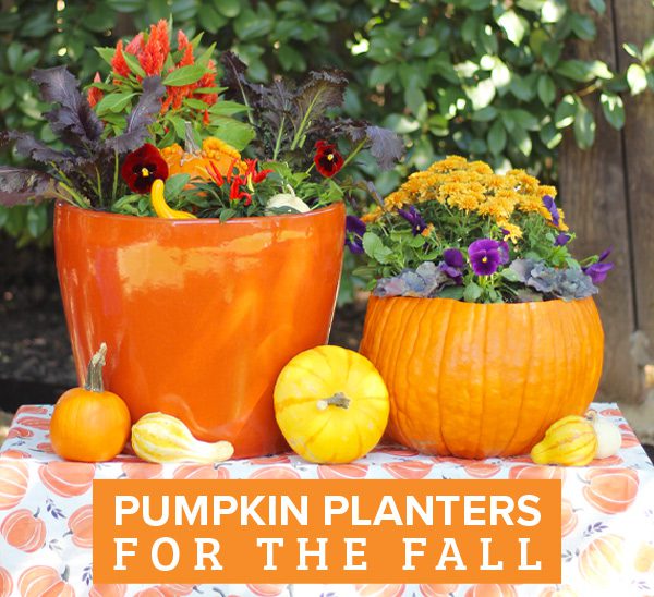planting with pumpkins