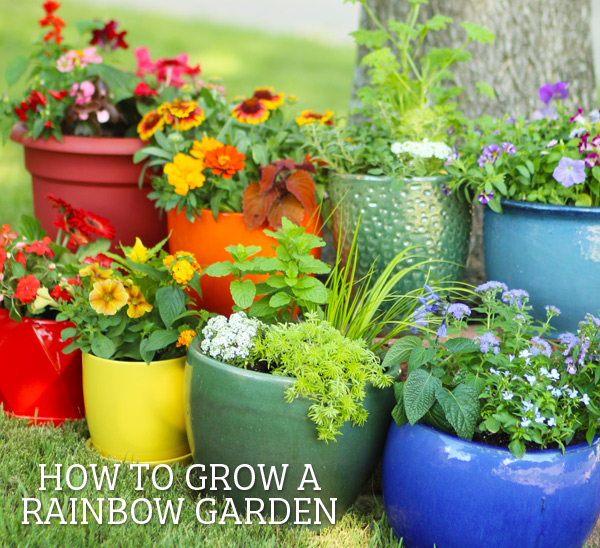 how to grow a rainbow