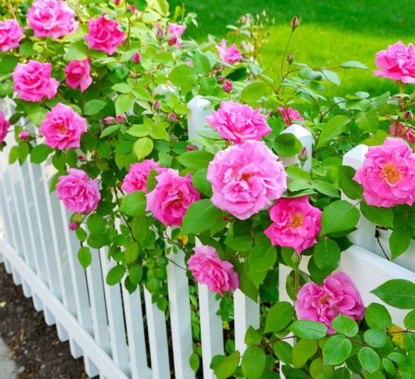 how to grow roses