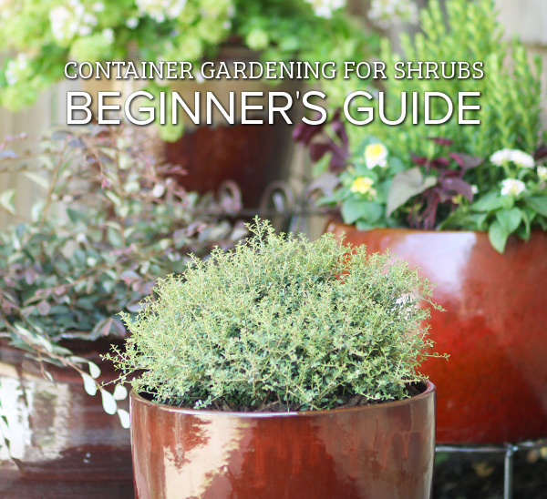 beginners guide to container gardening