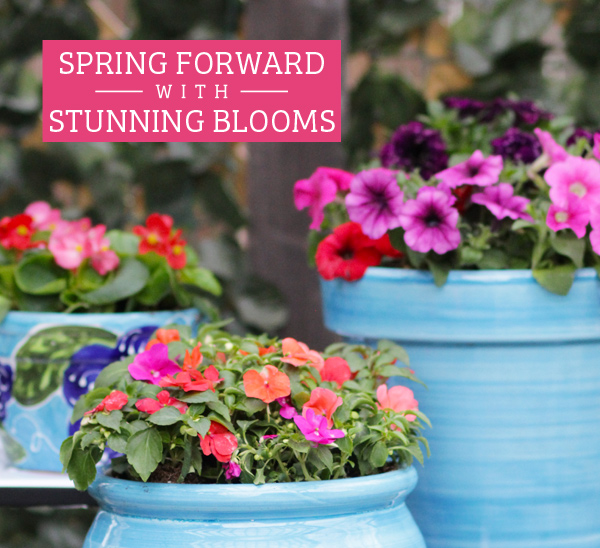 Planting flowers in spring