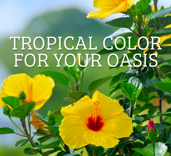 Tropical Color for your oasis