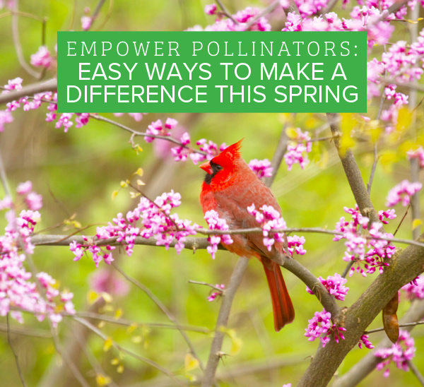 supporting pollinators