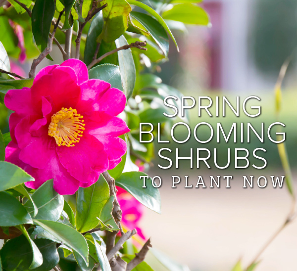 Top Shrub Picks for Your Garden to Unleash Spring Color