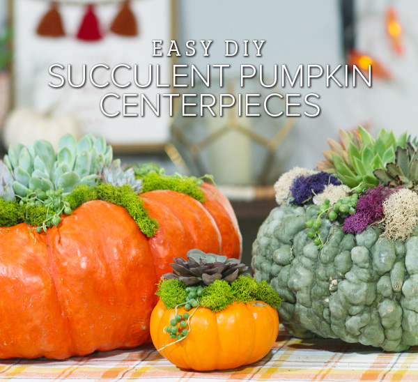 succulent pumpkins