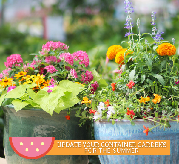 update your container gardens for the summer