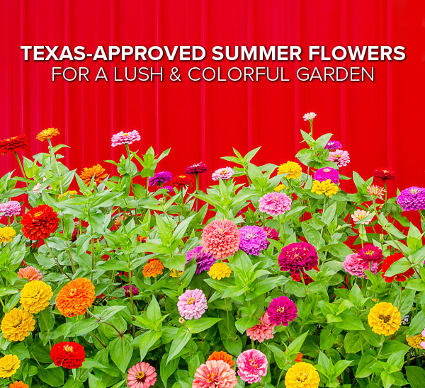 flowers to grow in texas in summer