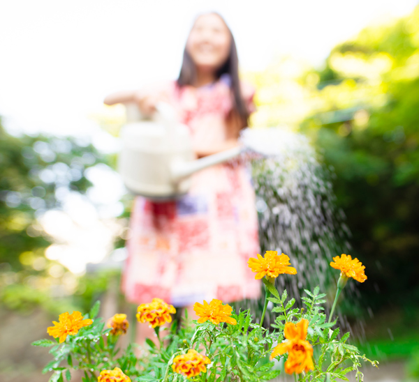 hot weather gardening