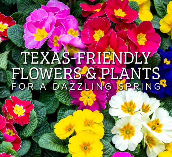 Dazzling Flowers & Plants for Your Spring Garden