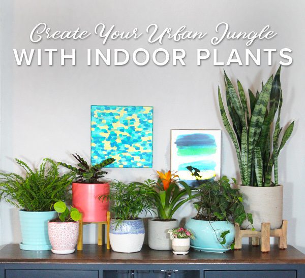 indoor plants ideas