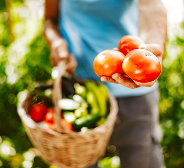 vegetable gardens