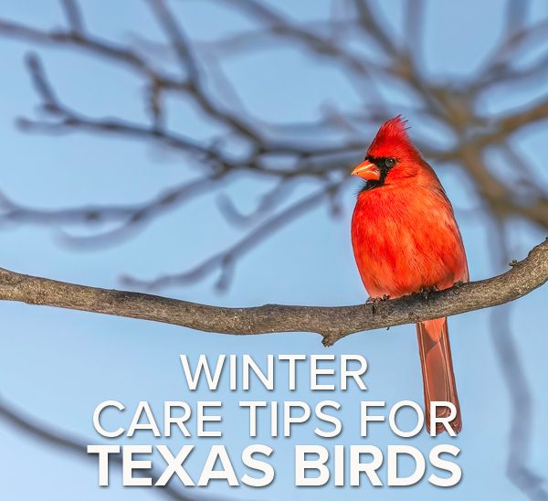 winter care tips for birds