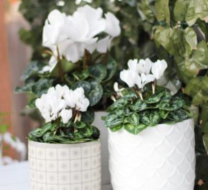 white cyclamen