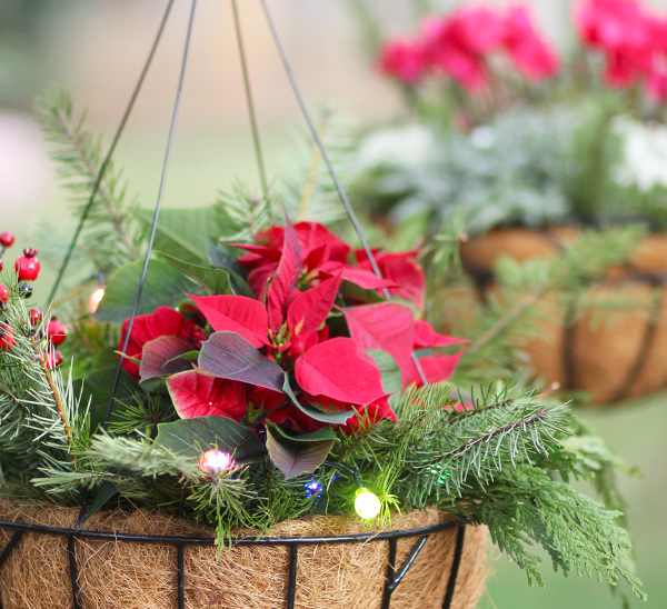 Holiday Hanging Baskets