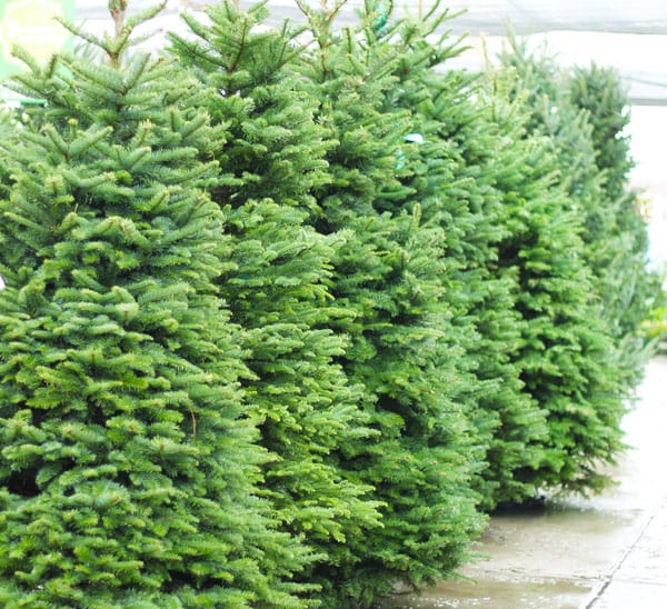 living christmas trees