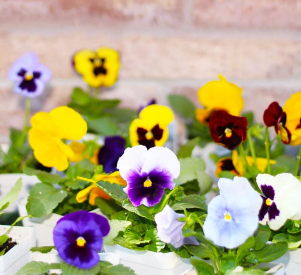 group of matrix pansies