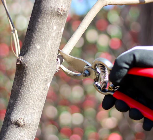 how to prune a tree