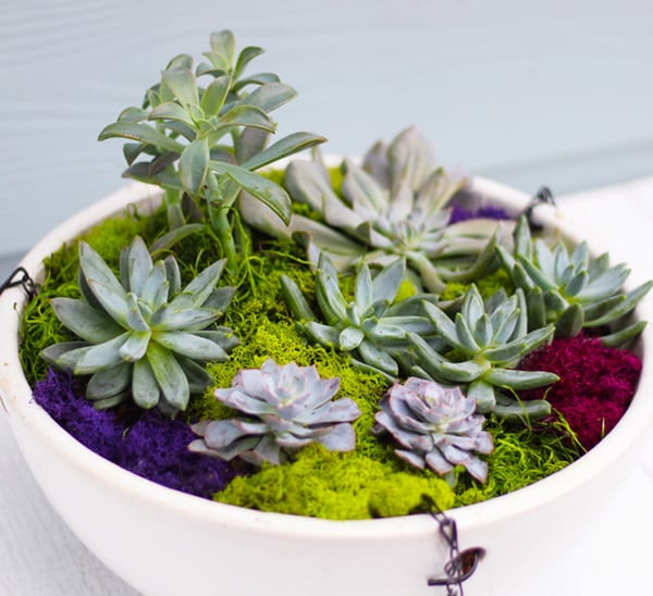 variety of succulents in white container