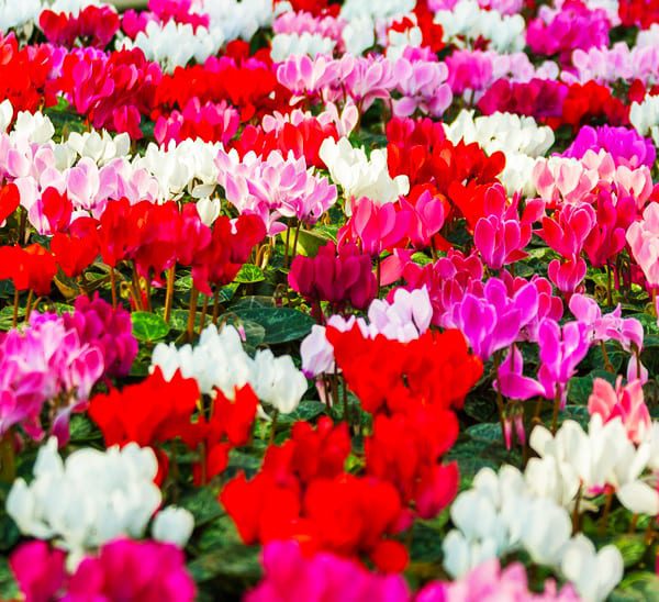 cyclamen