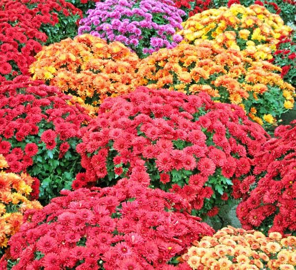 fall color