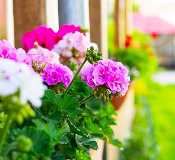 geraniums