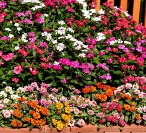summer garden