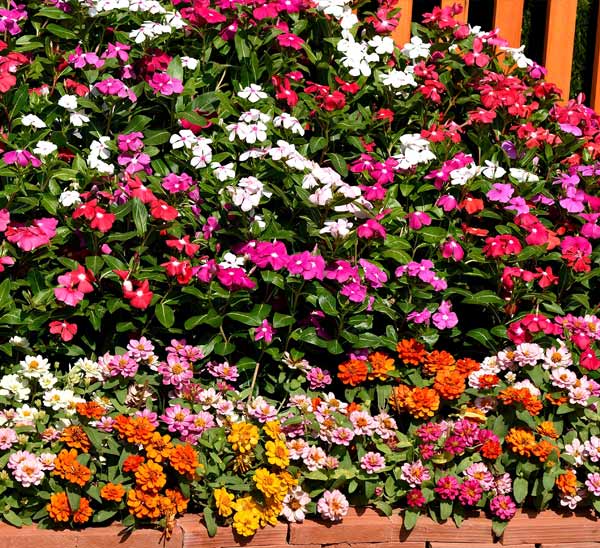 summer garden