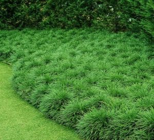 groundcovers