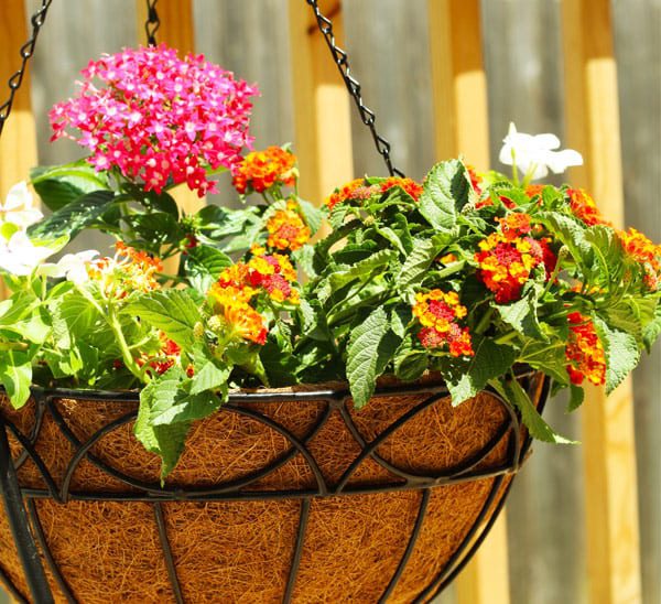 hanging baskets