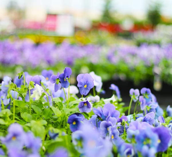 matrix pansies in store