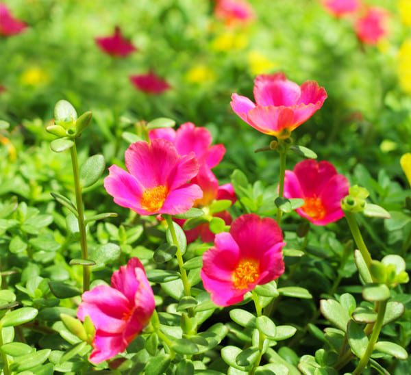 purslane
