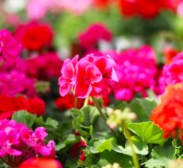 what to grow in march