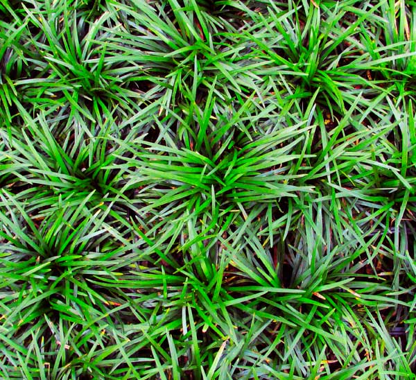 groundcovers for shade