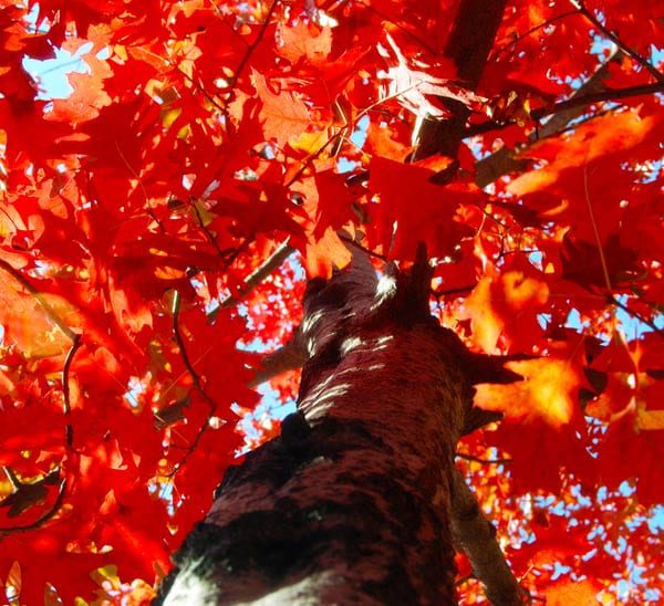 shade trees